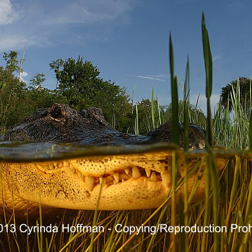 American Alligator, Florida Everglades