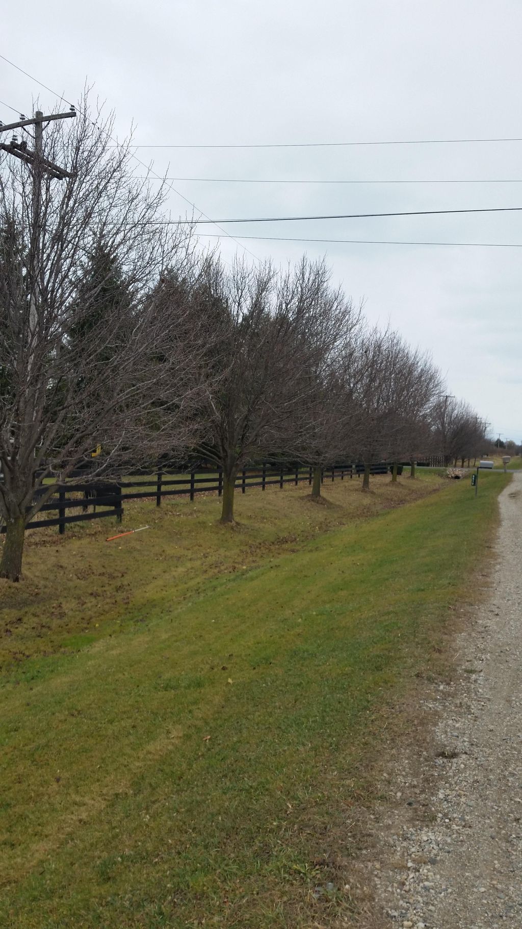 Bradford Pears (before)