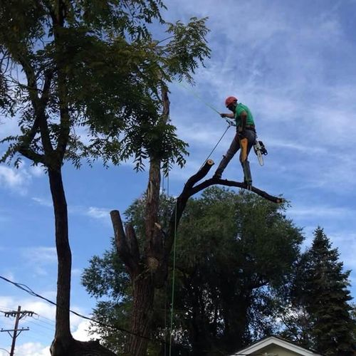 Our climbers are experienced in complex tree remov