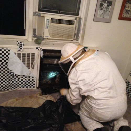 Removal of a Bee nest in an air conditioner unit