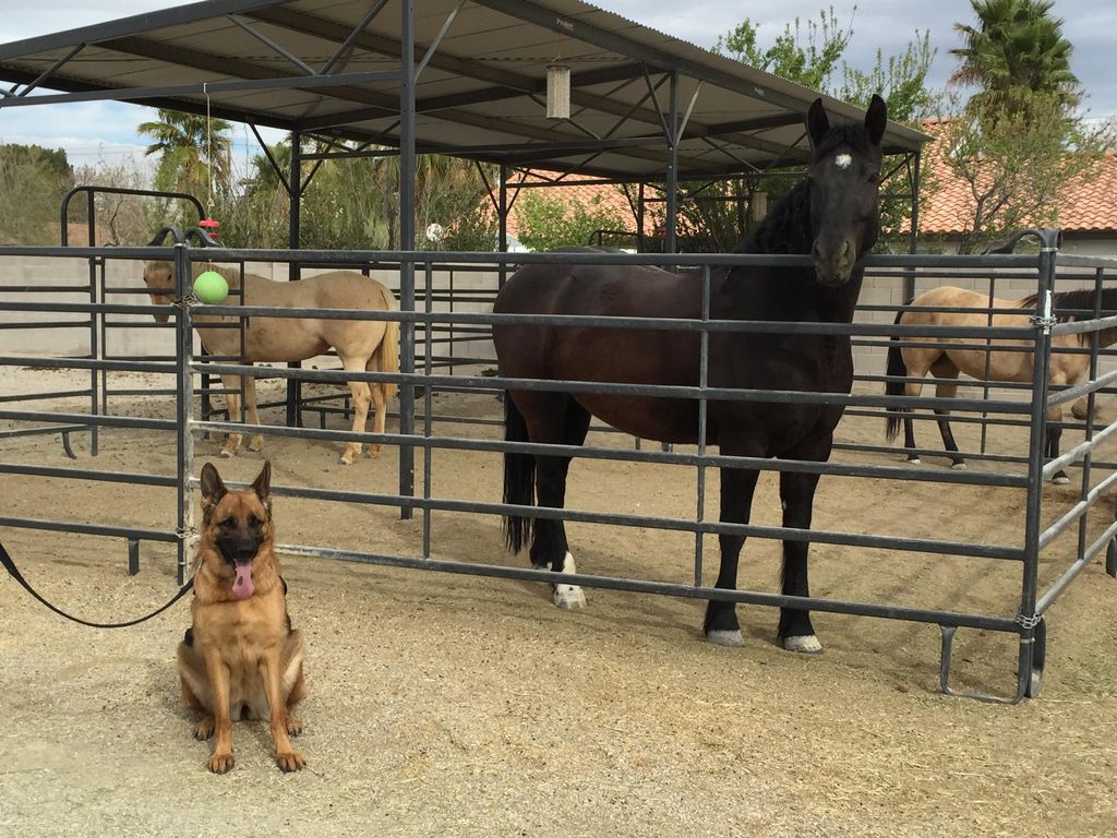 March 2016 - Therapy Dog Training visit to Horse r