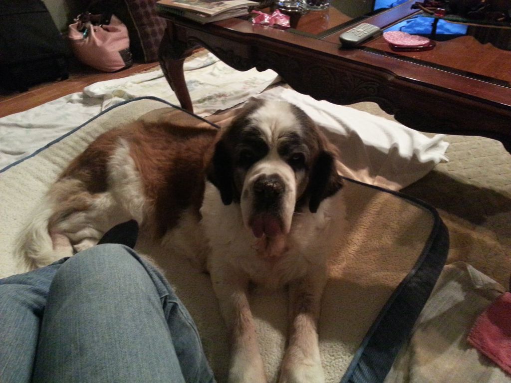 This is Heidi the 120 lb Saint Bernard.  She is a 