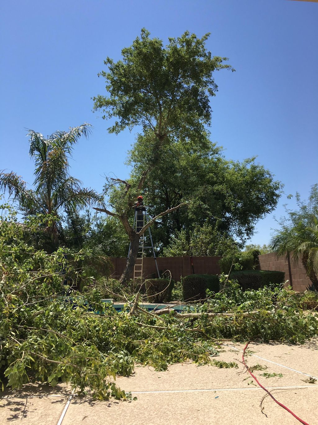 Tree trimming/removal ✅