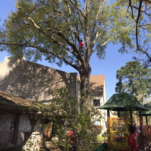 Old Tree Service Magnolia, TX Thumbtack