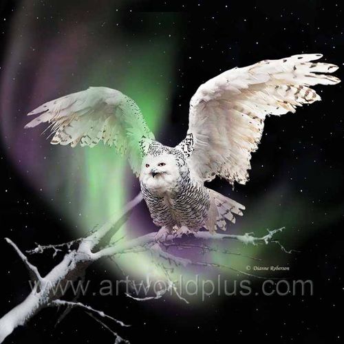 A snowy owl in Alaska and the northern lights.