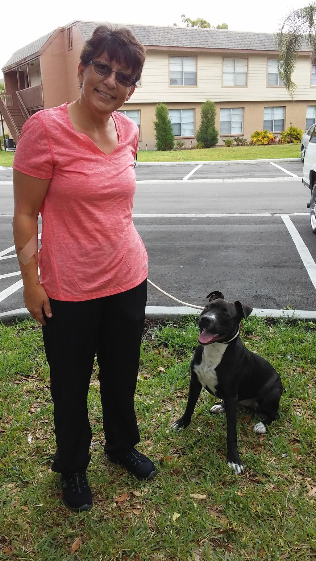 6 month old Teddy, pit bull mix is getting the sit