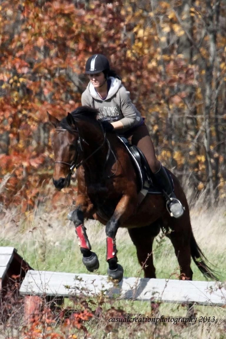 SUMMER WIND Stables and pet sitting