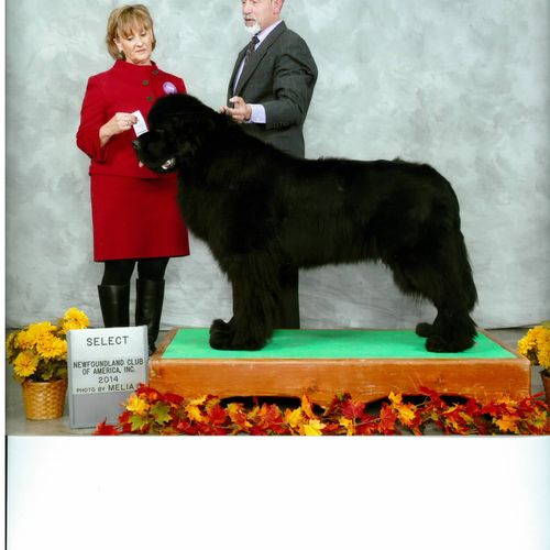 Conformation owner handled AKC Grand Champion at a