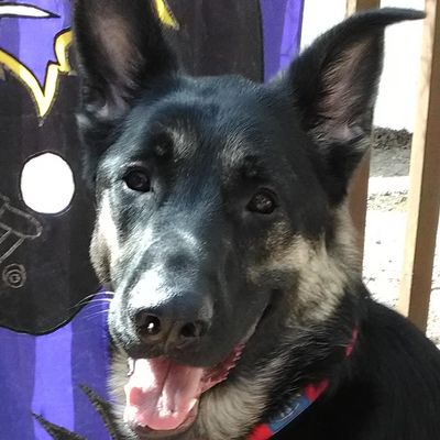 Avatar for Cindy's Canine College