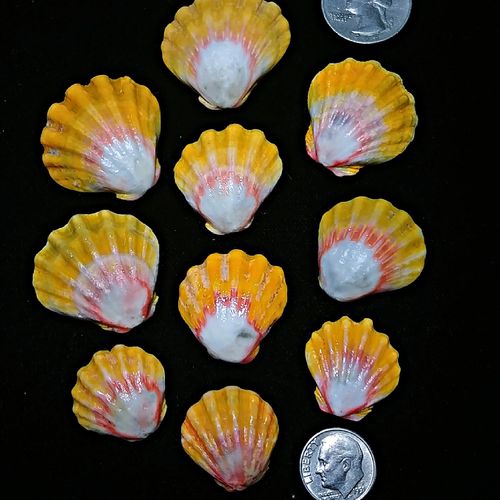 Hawaiian Sunrise Shells, single or bulk
