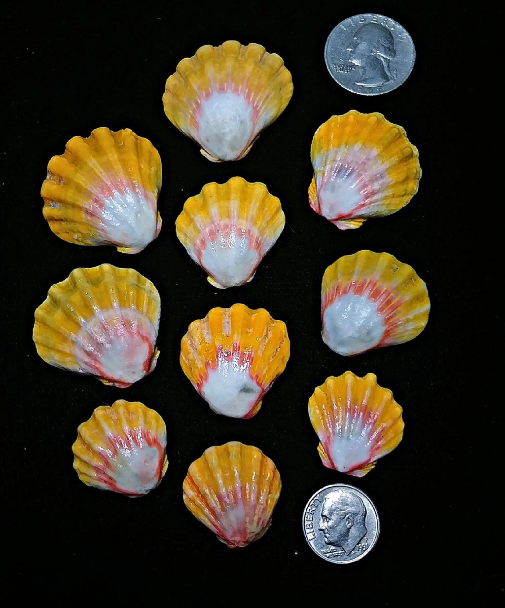 Hawaiian Sunrise Shells, single or bulk