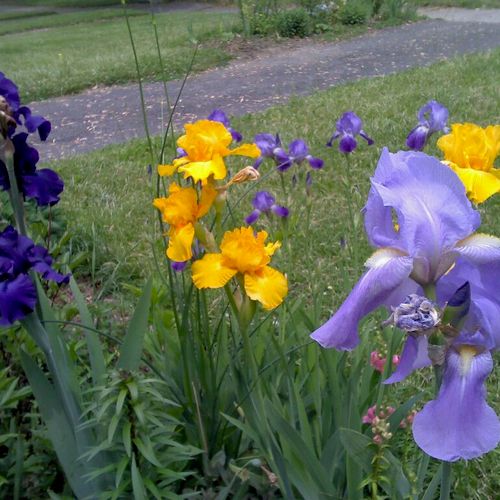 Irises in late May.