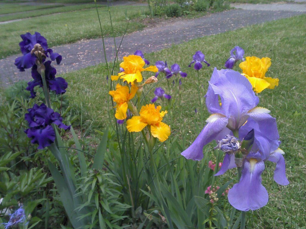 Irises in late May.