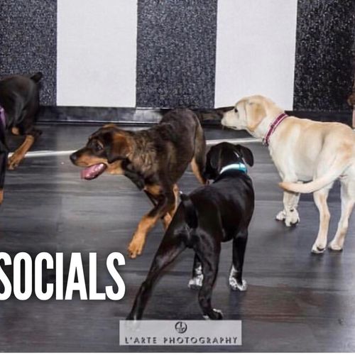 Puppy Socials