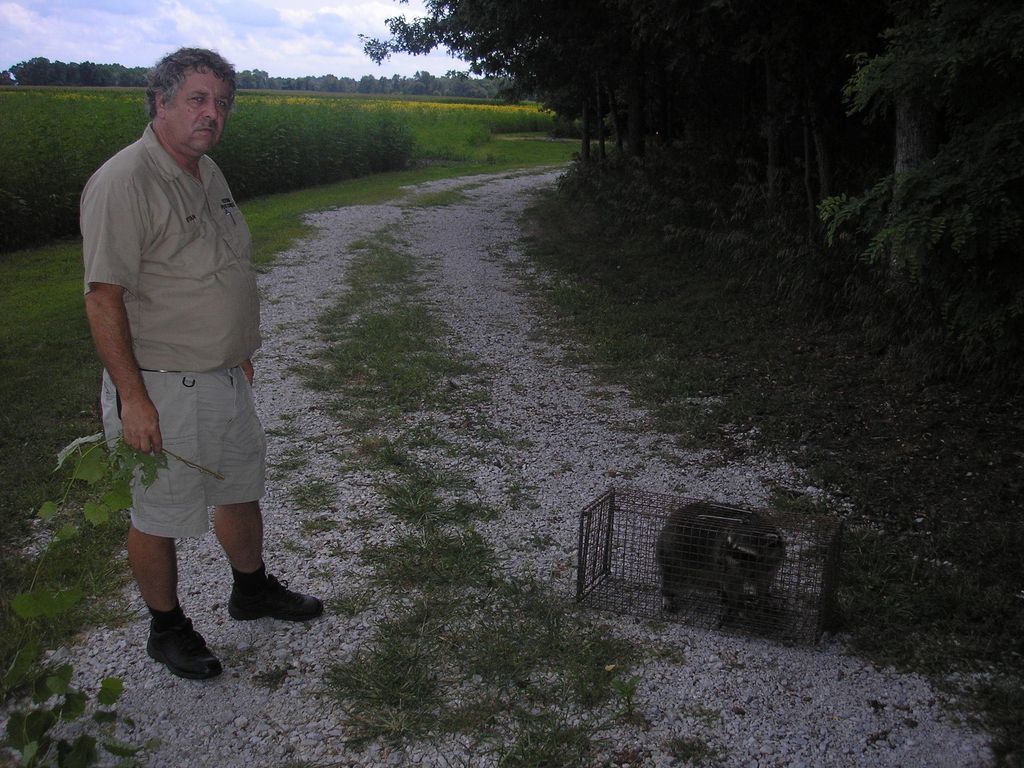 Releasing the first raccoon I trapped in someone's