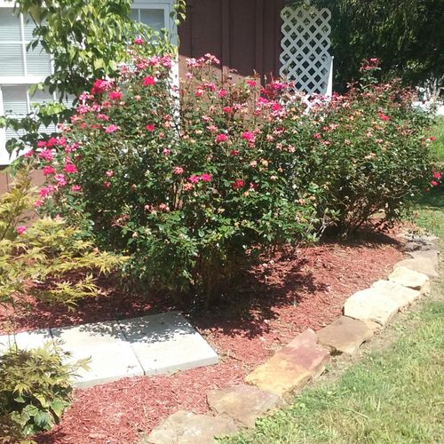 these rose bushes were about dead ate up with Beat