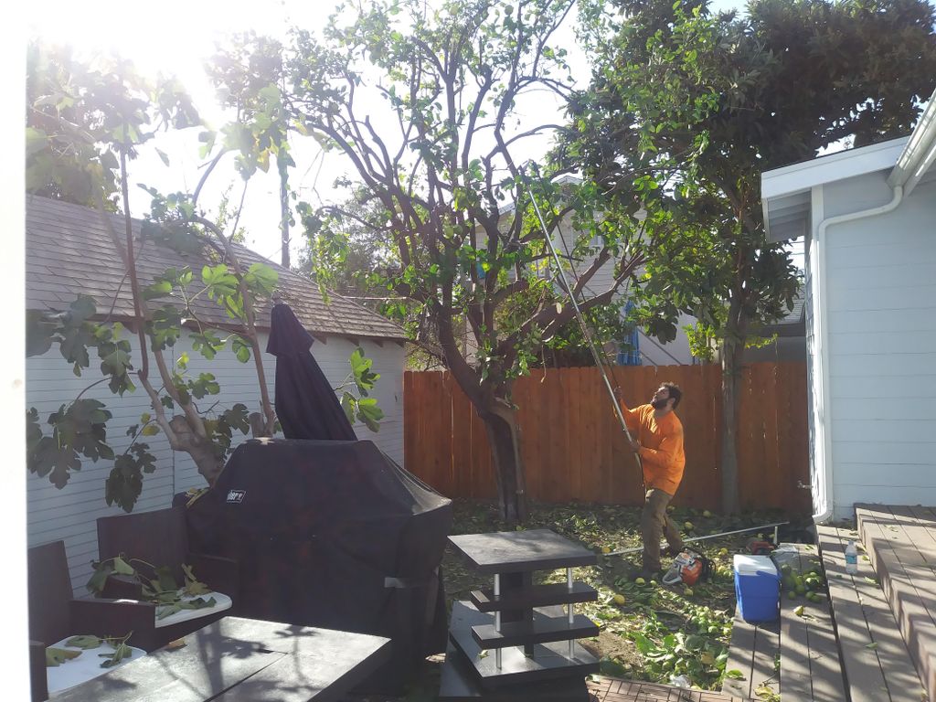 lemon tree pruning