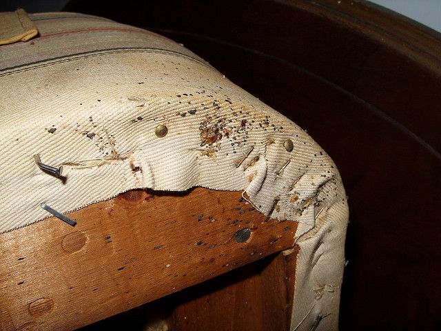 Box springs are a prime hiding spot for bed bugs.