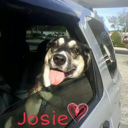 Josie A Furever Love and Care member