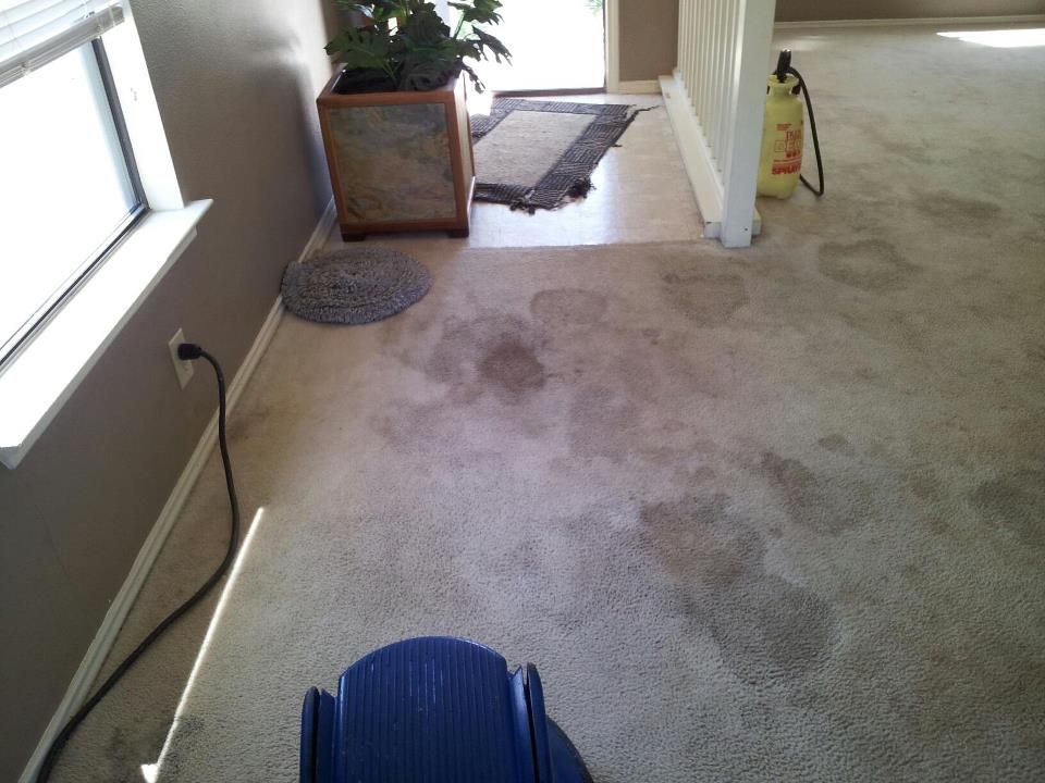 Before pic, severe pet stains, prior to pet treatm