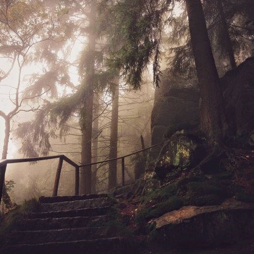 Discover your path through the mist of challenges.