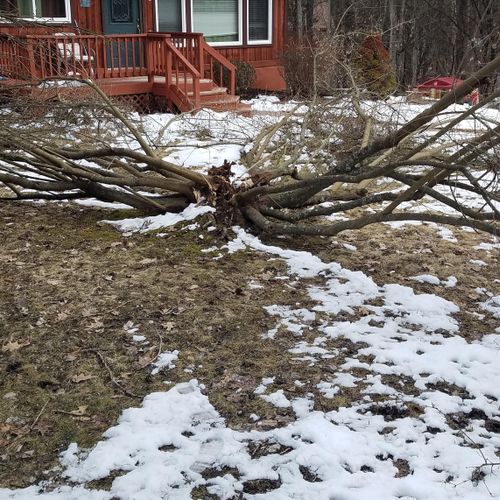 tree down in customers yard
