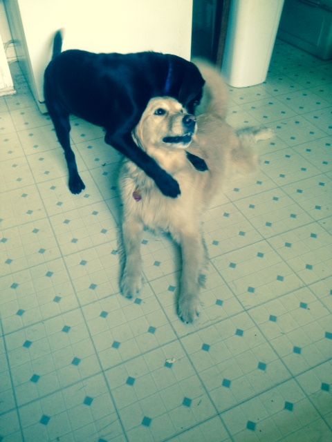My dog, Guera, playing with one of my puppy client