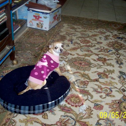Loves her dog bed