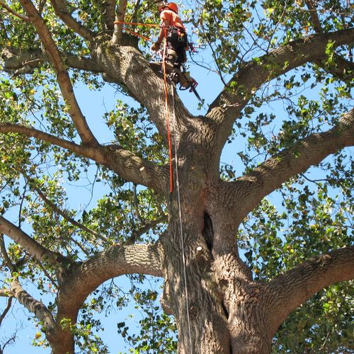 Heartwood Tree Care Grand Rapids, MI