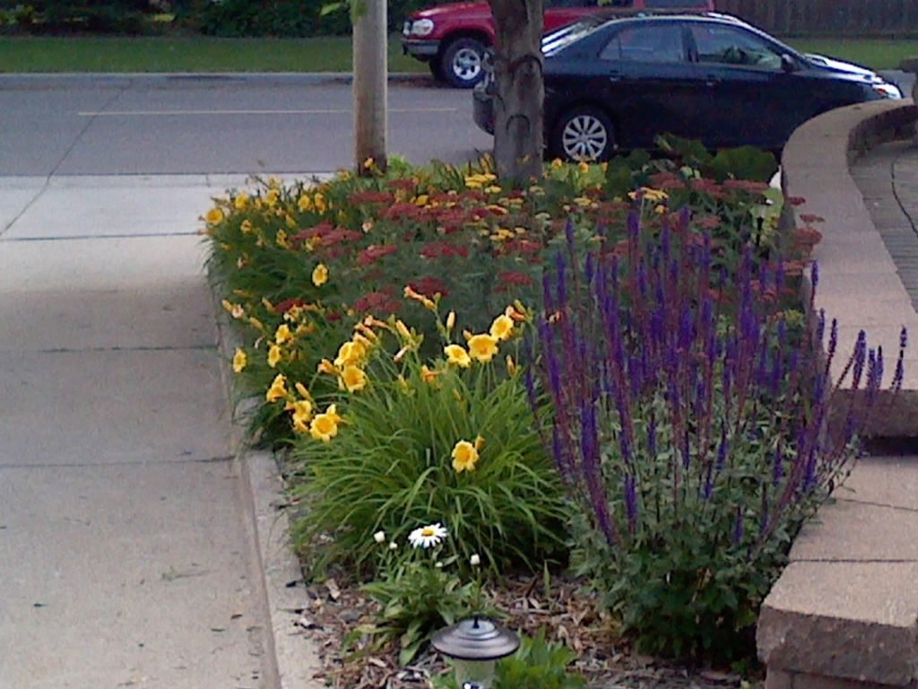 Perennial Gardens Summer long Color