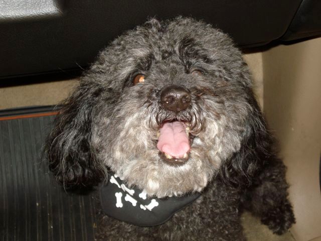 My buddy Dexter
