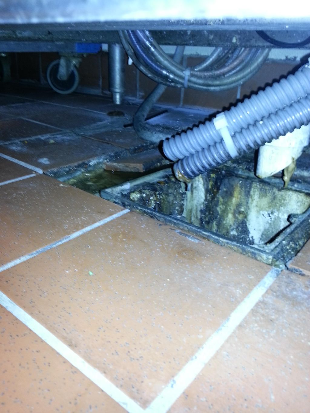 Locating the source of a fruit fly issue in a rest