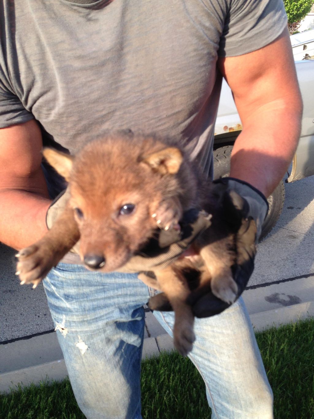 Coyote pups saved
