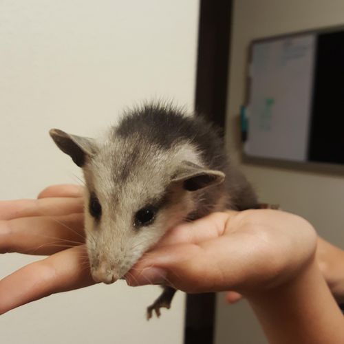 Opossum we brought home and rescued