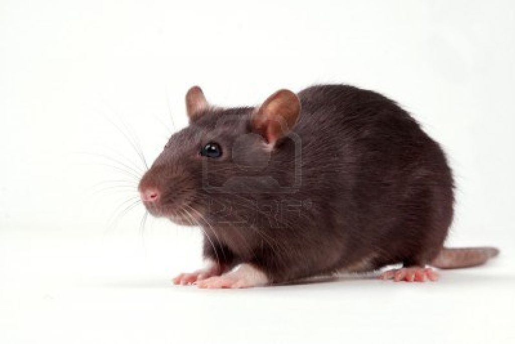 Rodents are one of the top reasons people have hou