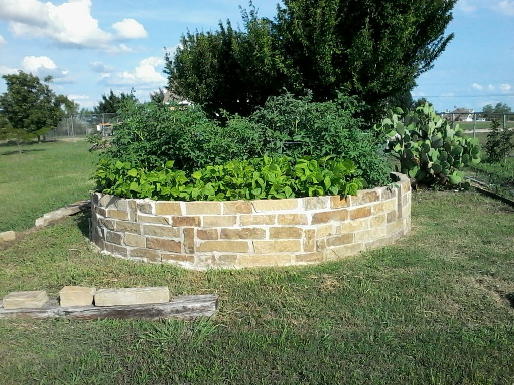 Keyhole garden with tomatoes, sweet potato, plum t