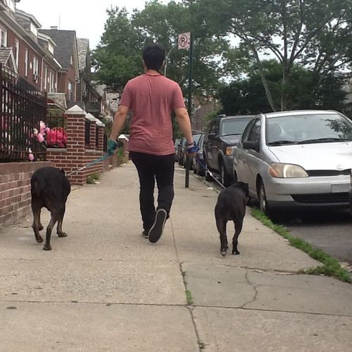 Walking Pluto and Taz, a Pitbull and a Rottweiler 