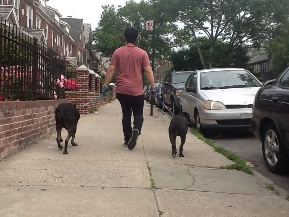 Walking Pluto and Taz, a Pitbull and a Rottweiler 