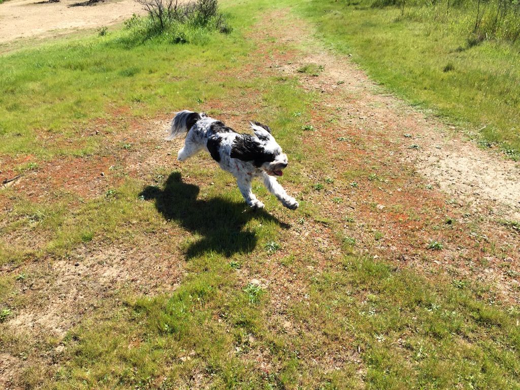 Snoopy!