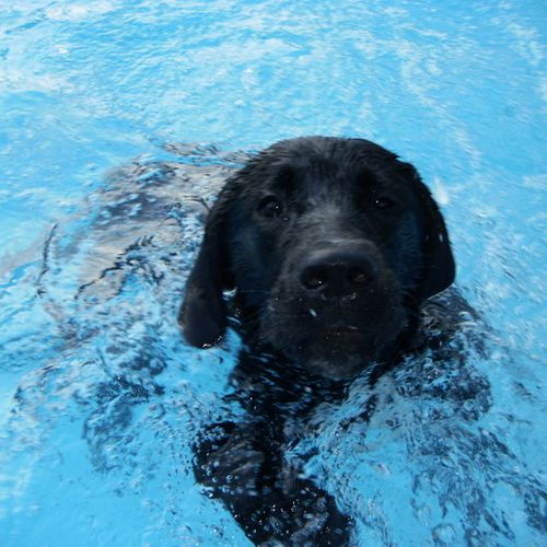 Apollo swiming