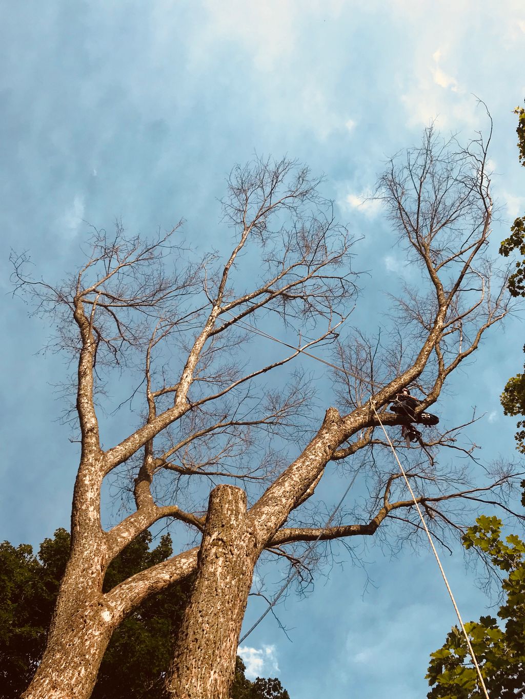 Rope is used often to remove a tree as safety as p