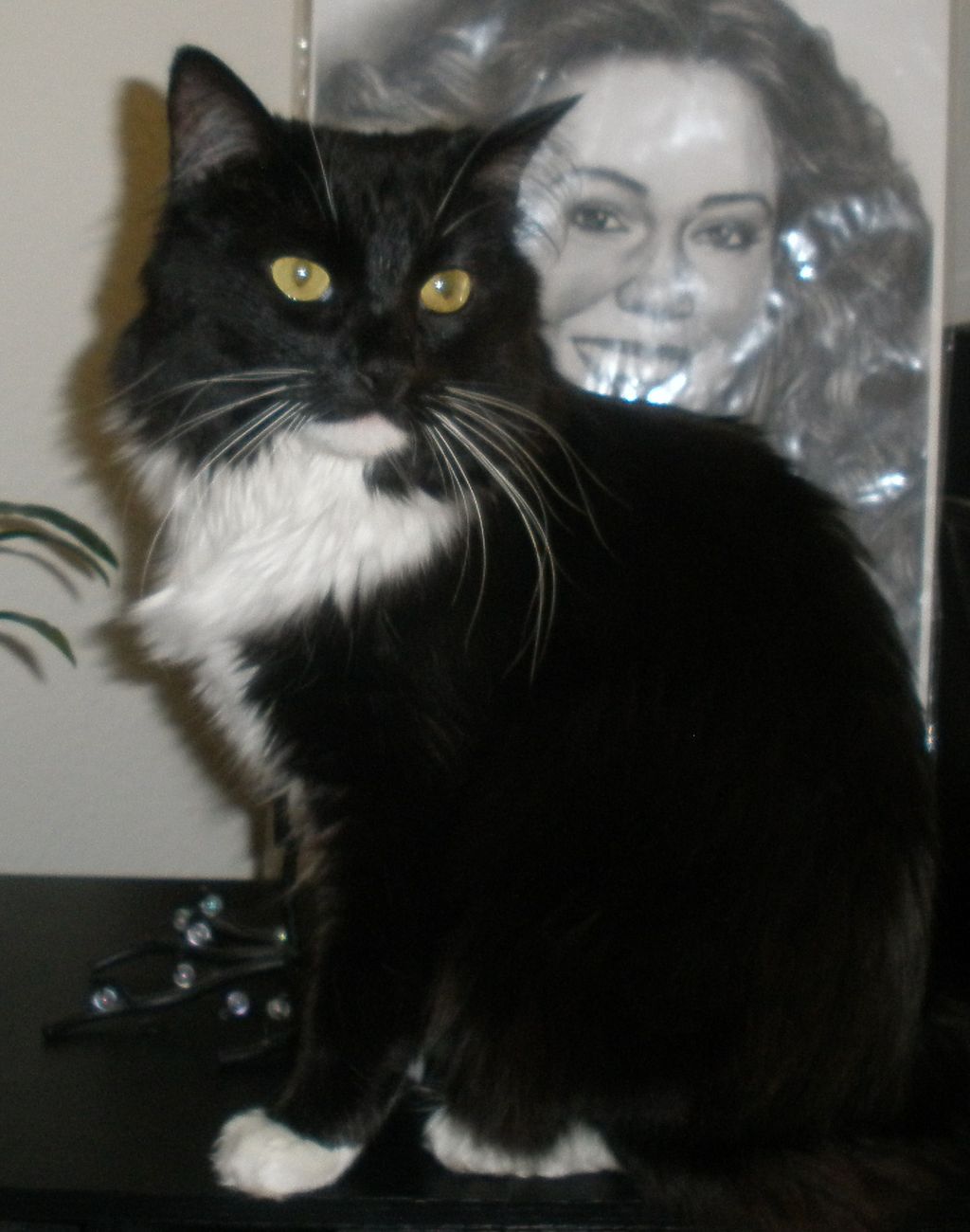Bootsy, male I sat with