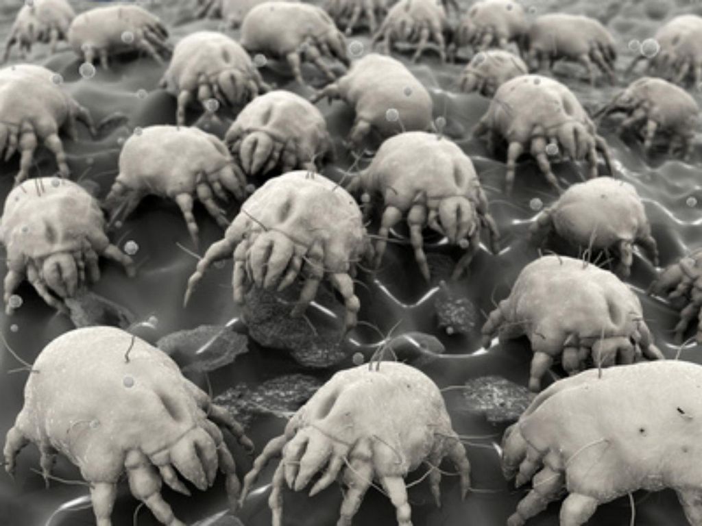 Dust mites are a huge irritant for people with all