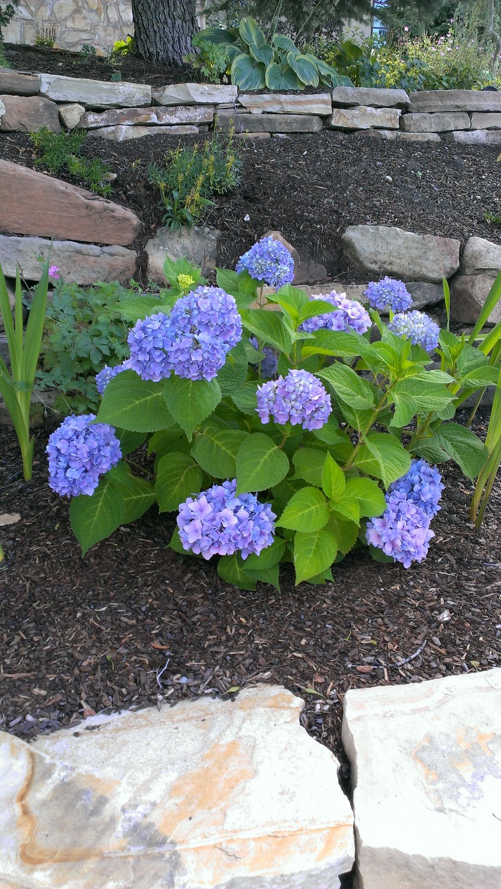 Beautiful Hydrangea.