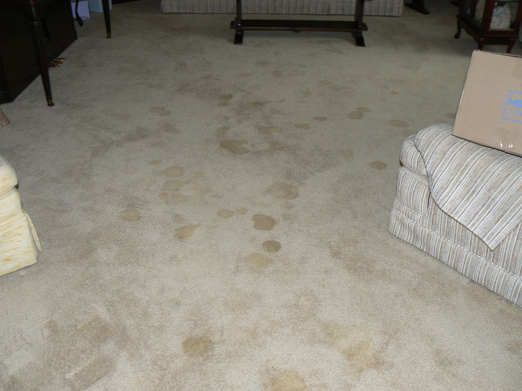 Bad puppy Urine problem