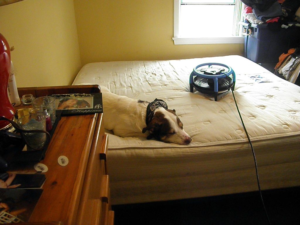 Yes, our products are animal friendly!