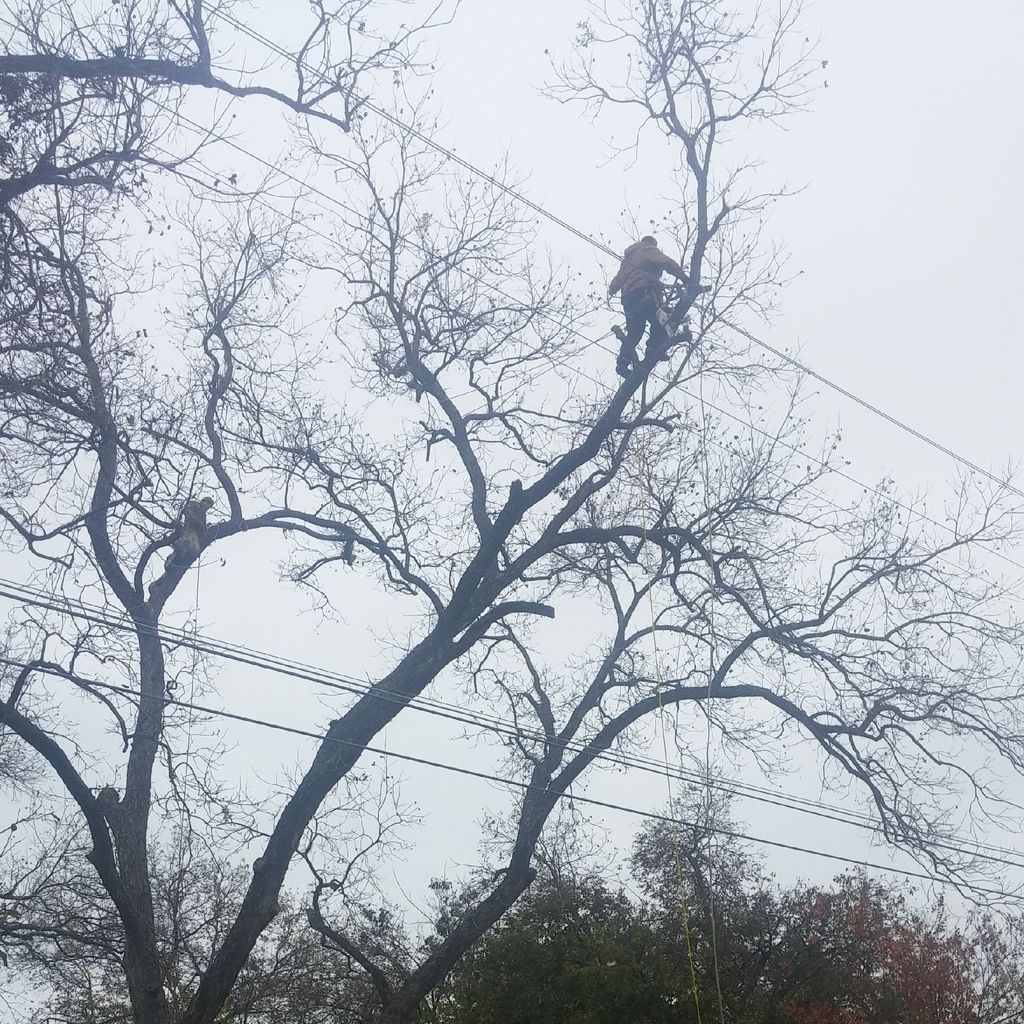 a1 tree service and landscaping