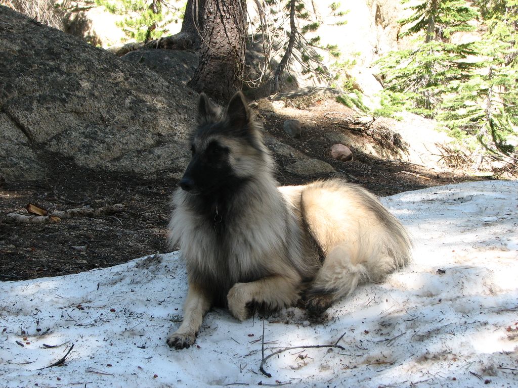 A picture of Silver, my beloved Belgian Tervuren S