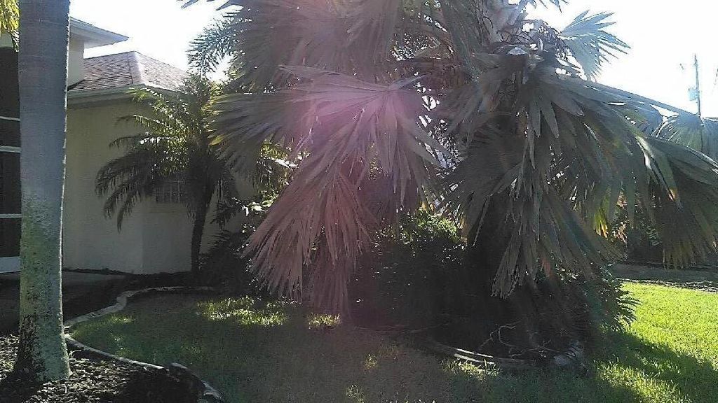 BEFORE TRIMMING THE HOUSE