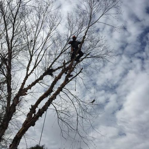 50ft birch removal, growing over house